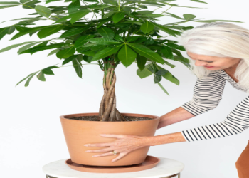 Green Growth on Money Tree Soil： Tips to Prevent Mold and Promote Health