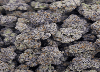 One Ounce Indoor THCa Flower – Fresh, Potent & Farm-Grown