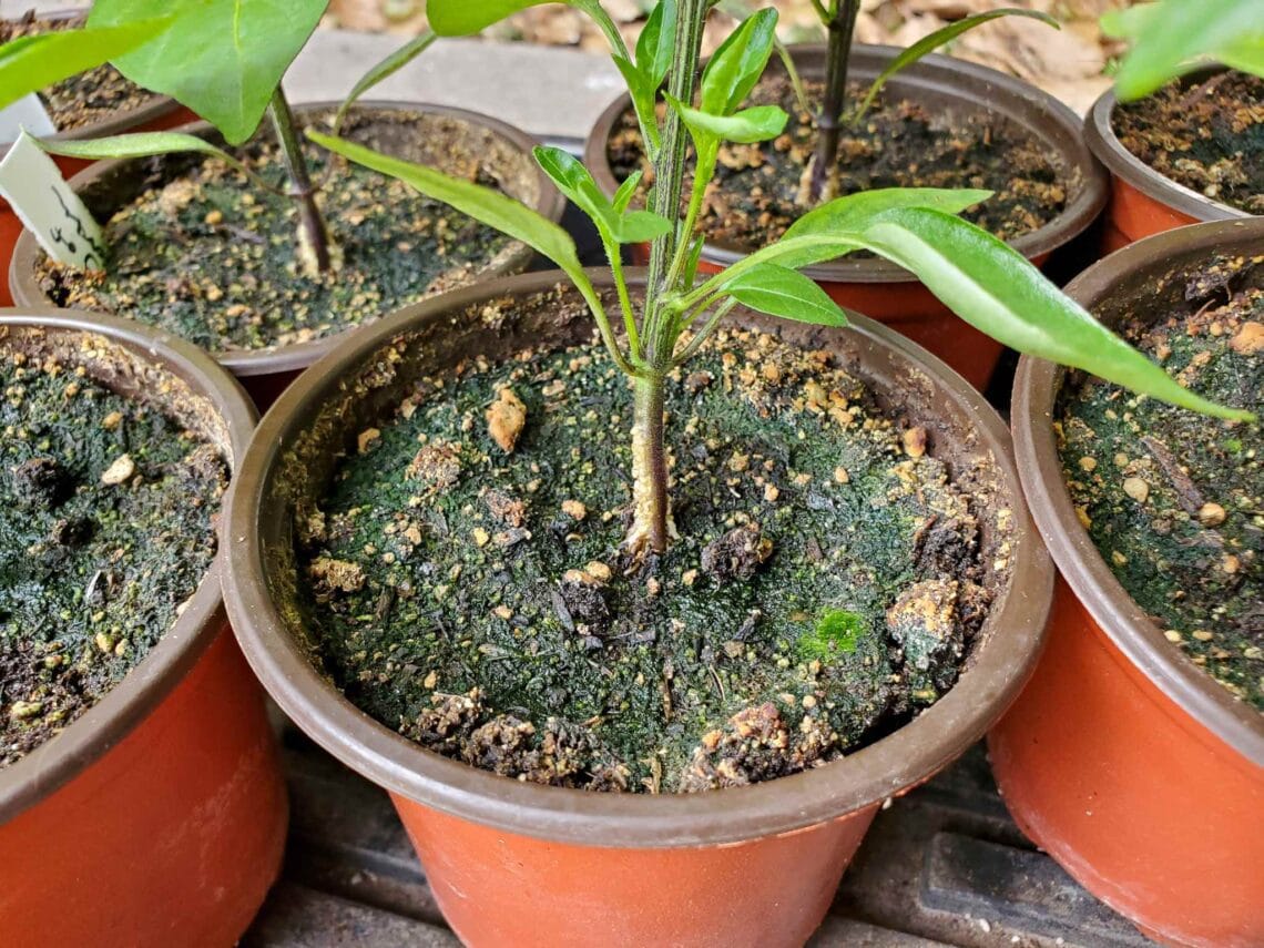 Green Growth on Money Tree Soil: Tips to Prevent Mold and Promote Health