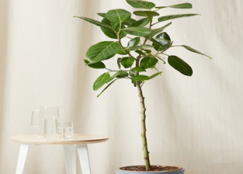 Tall Indoor Plants: Perfect Picks for Statement Greenery