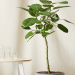 Tall Indoor Plants: Perfect Picks for Statement Greenery