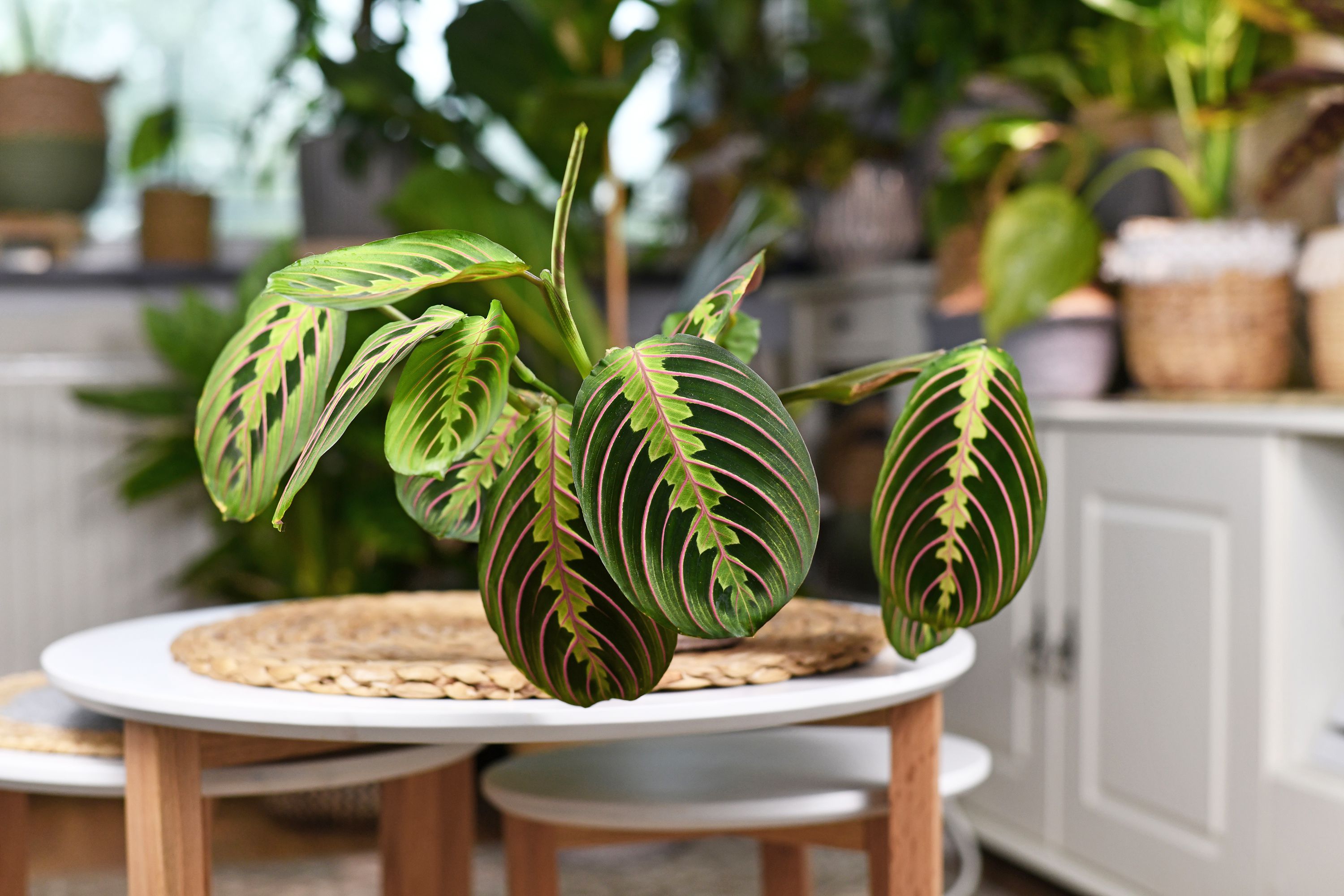 Discover the Most Unique Indoor Plants for Your Home Garden