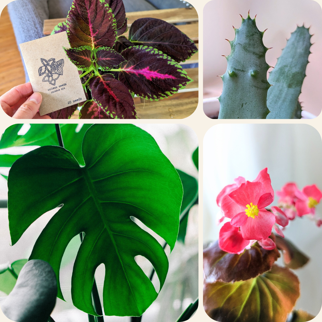 Top Indoor Plant Seeds for a Beautiful, Green Home Garden