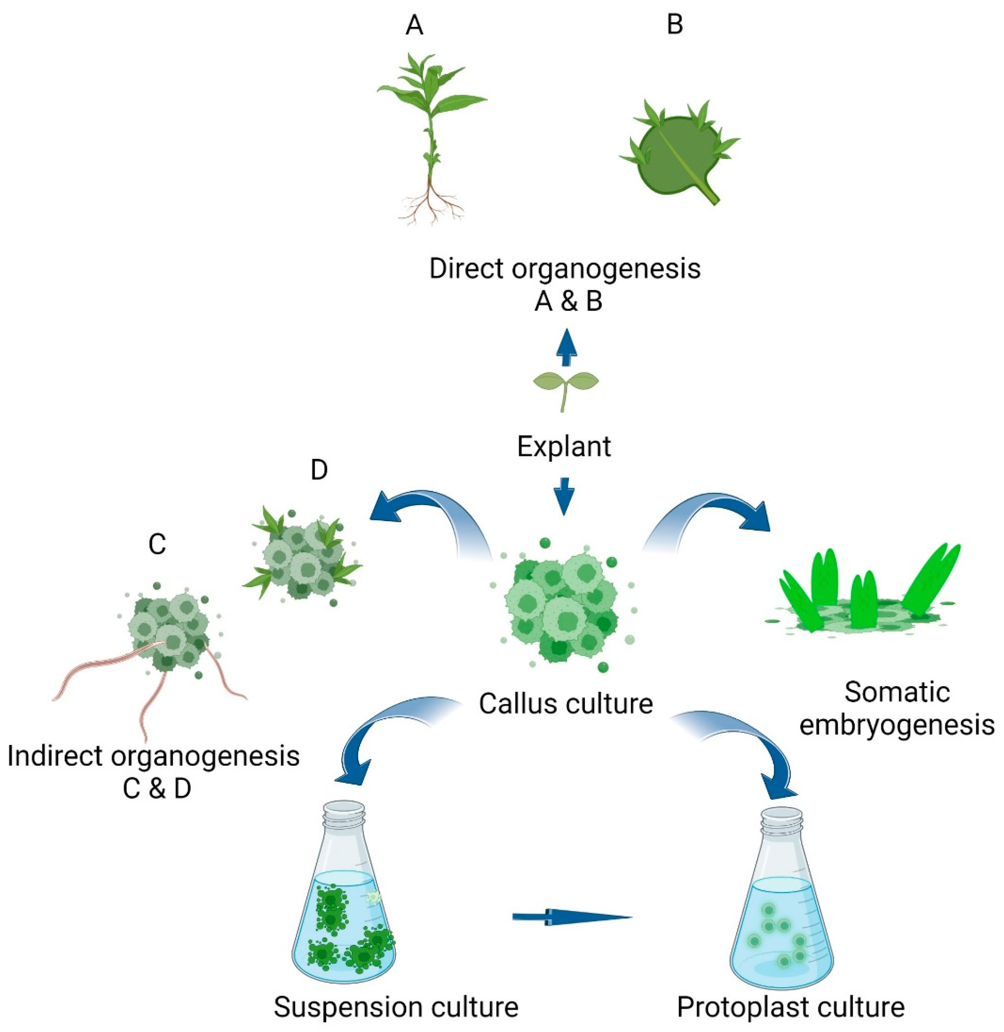 Exploring Innovations at the African Regional Plant Tissue Culture Organization Conference
