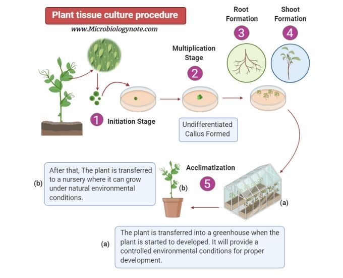 How the African Regional Plant Tissue Culture Organization is Shaping Agricultural Innovation
