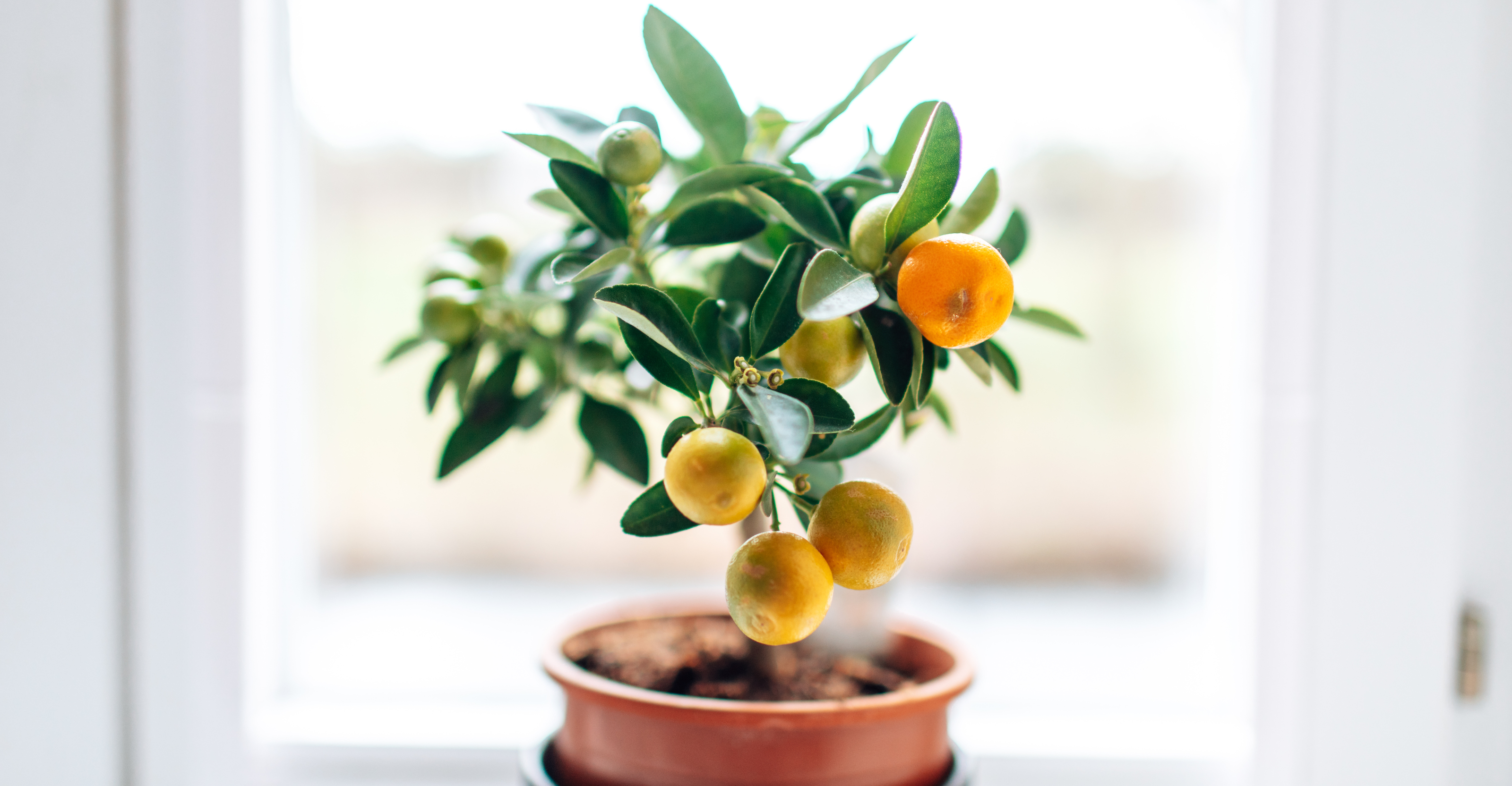 10 Best Indoor Fruit Trees for Small Spaces: Grow Your Own Fresh Produce