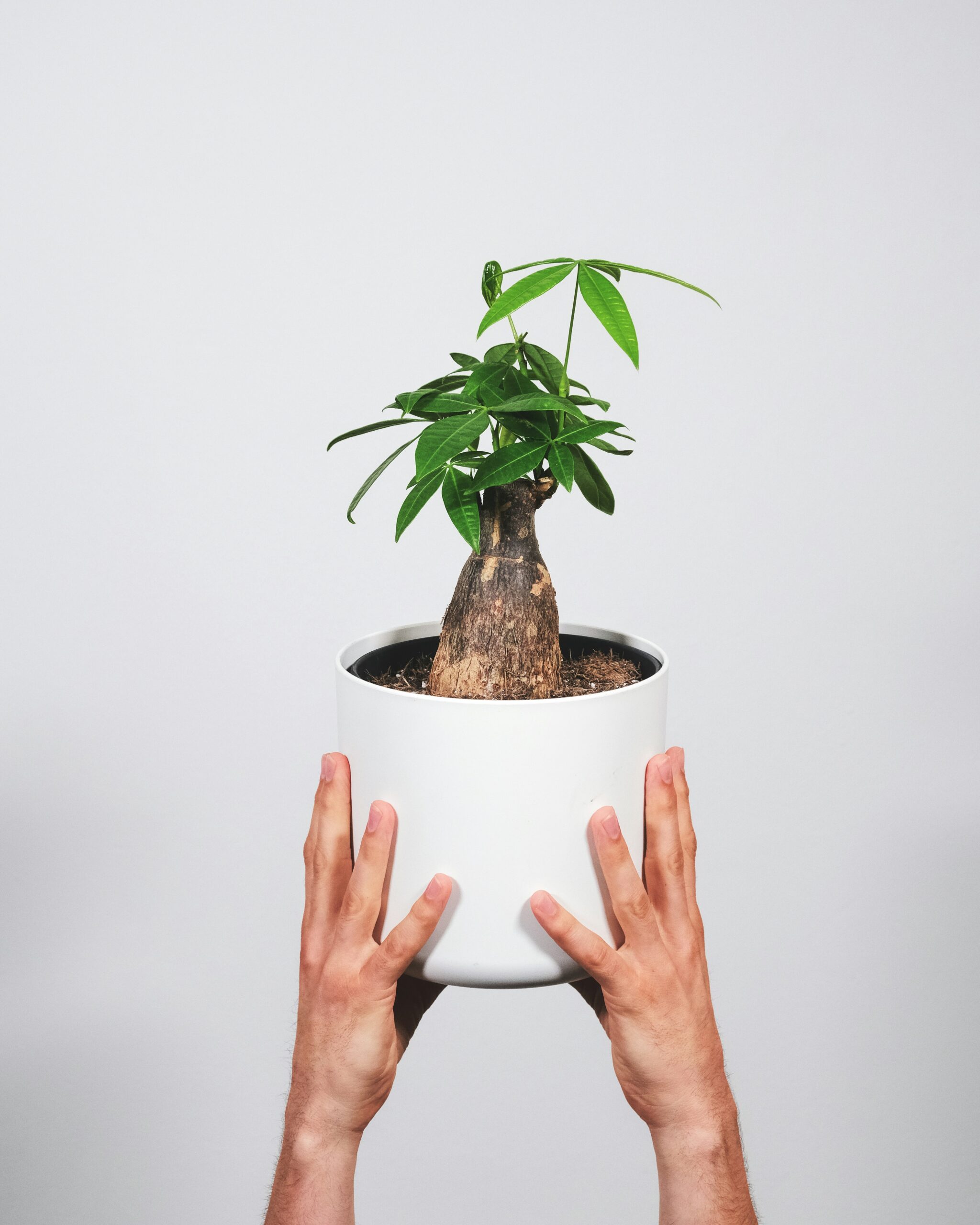 The Ultimate Guide to Fertilizing Your Money Tree for Optimal Health