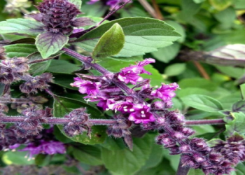 Exploring Ocimum Basilicum Hairy Root Culture Extract CAS No for Hair Growth and Skin Care