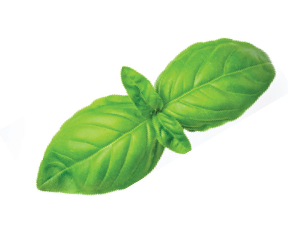 Exploring Ocimum Basilicum Hairy Root Culture Extract CAS No for Hair Growth and Skin Care