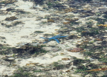 Seashore Life Unveiled: A Complete Guide to Coastal Habitats and Species