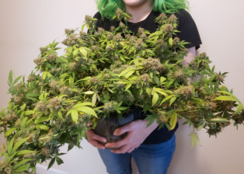 How Much Profit Can You Earn from Growing One Weed Plant?