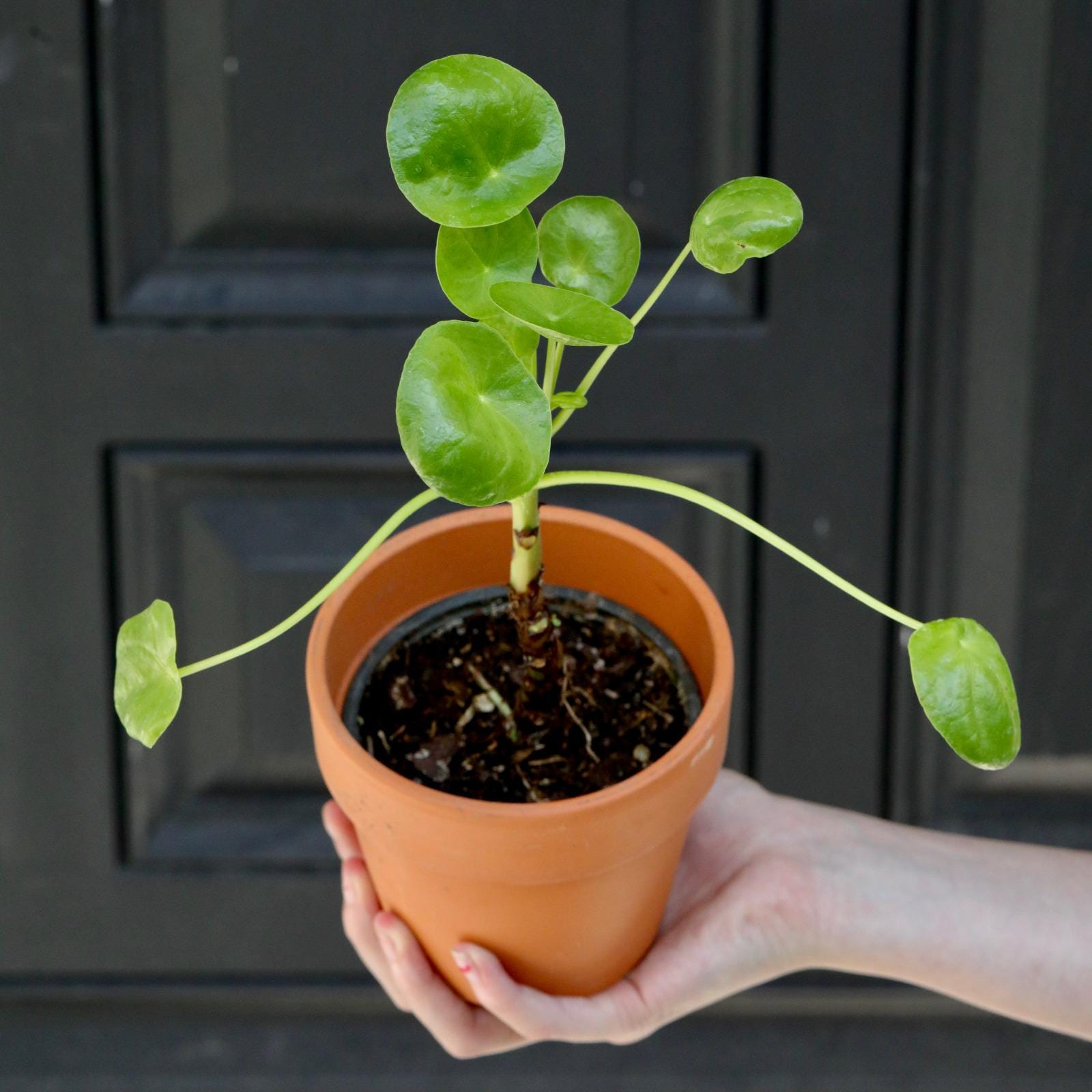 Buy Chinese Money Plant Key Ring – Perfect for Plant Lovers & Gift Ideas