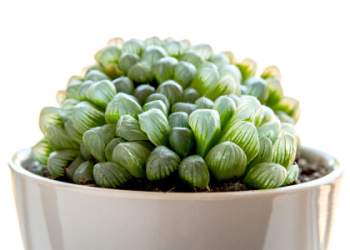 Discover the Most Unique Indoor Plants for Your Home Garden