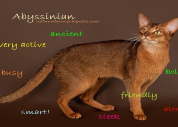 The Encyclopedia of Cats: A Complete Guide to Cat Breeds and Care