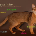 The Encyclopedia of Cats: A Complete Guide to Cat Breeds and Care