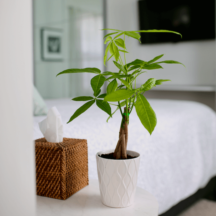 How to Fix Brown Stems with Water Drops on Your Money Tree