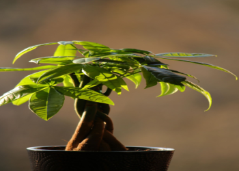 How to Fix Brown Stems with Water Drops on Your Money Tree
