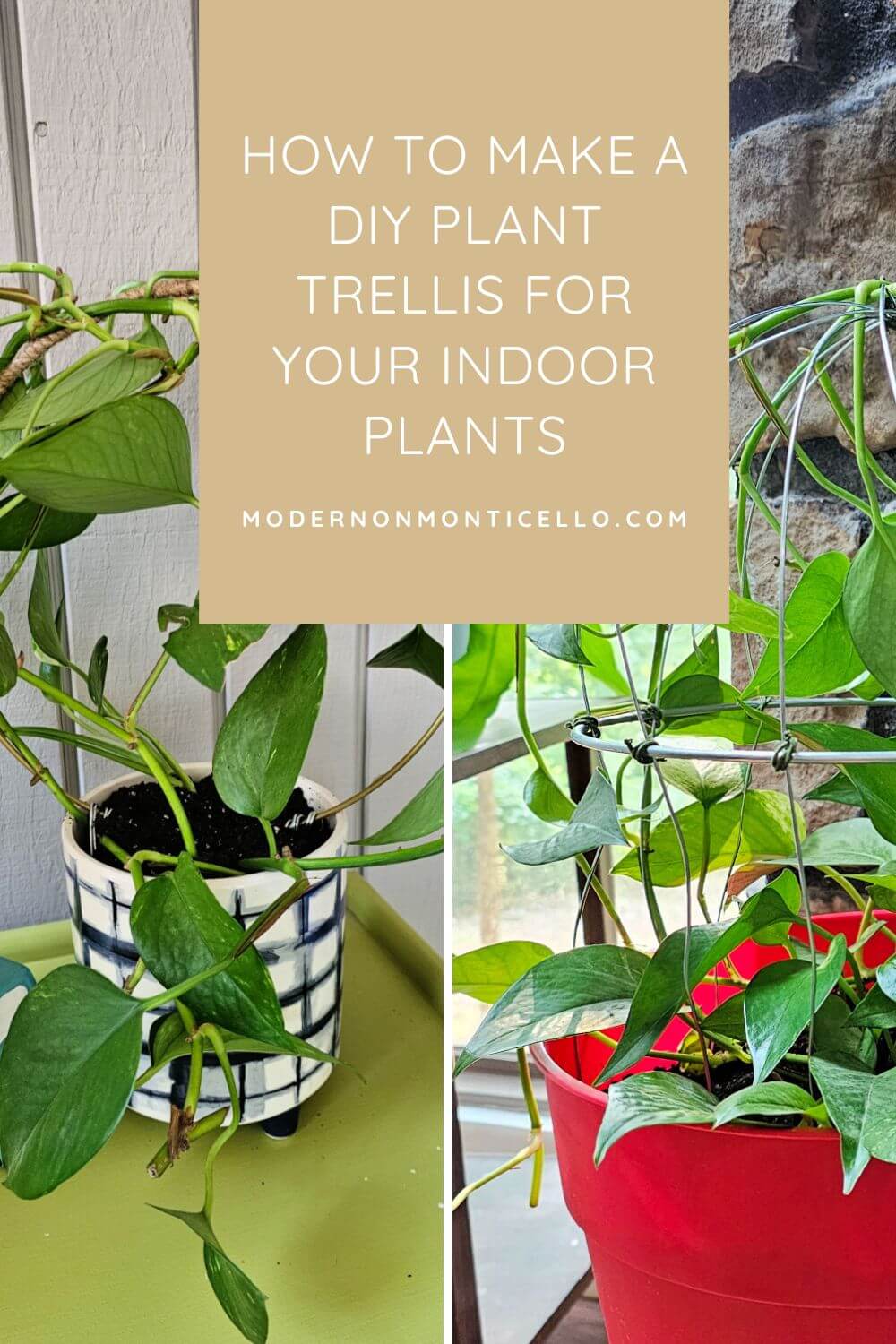 DIY Indoor Plant Trellis: Budget-Friendly Solutions for Your Greenery