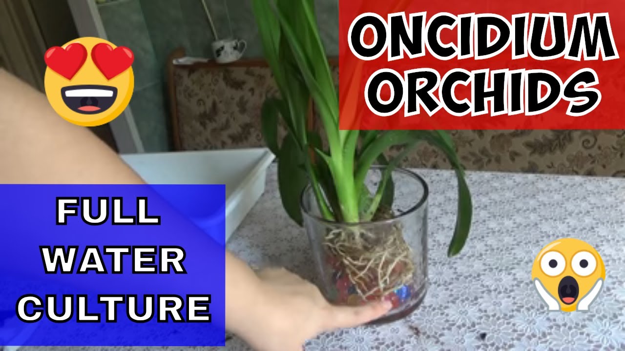 Using Water Culture for Oncidium Orchids to Banish Smoky Odors Effectively