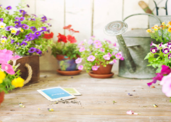 Top Indoor Plant Seeds for a Beautiful, Green Home Garden