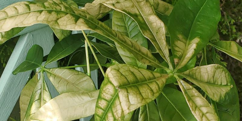 Why Does My Money Tree Soil Look Brown? Causes and Solutions
