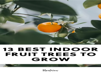 10 Best Indoor Fruit Trees for Small Spaces: Grow Your Own Fresh Produce