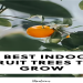 10 Best Indoor Fruit Trees for Small Spaces: Grow Your Own Fresh Produce
