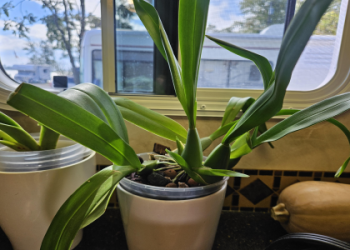 Water Culture Oncidium Orchid Types That Thrive in Aquariums