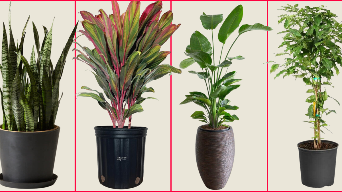 Tall Indoor Plants: Perfect Picks for Statement Greenery