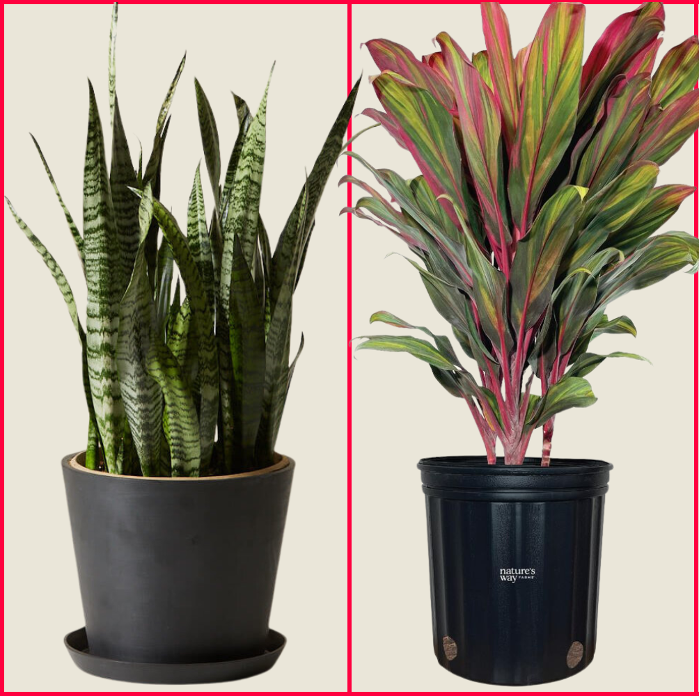 Tall Indoor Plants: Perfect Picks for Statement Greenery