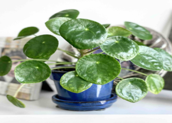 Buy Chinese Money Plant Key Ring – Perfect for Plant Lovers & Gift Ideas