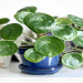 Buy Chinese Money Plant Key Ring – Perfect for Plant Lovers & Gift Ideas