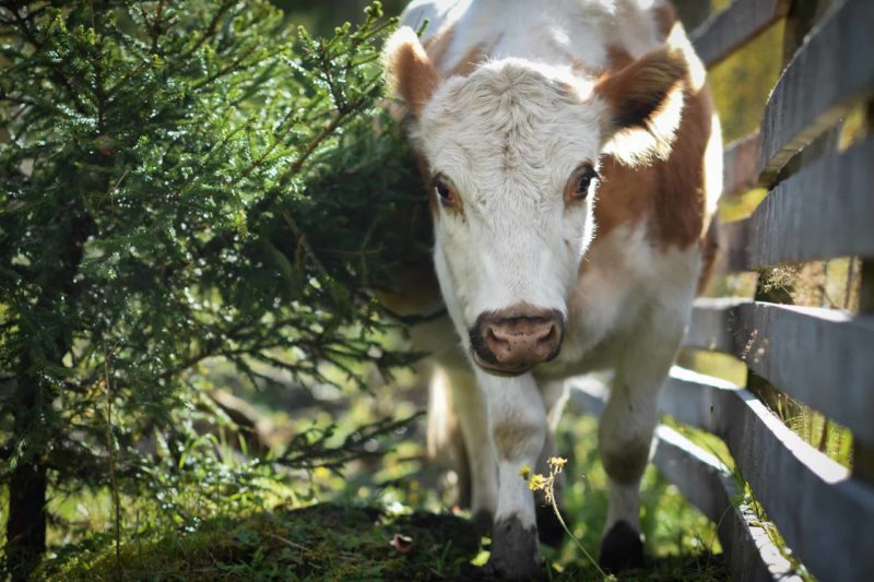 Raising Cattle Indoors: Best Practices for Healthy Growth and Welfare