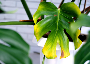 Why Does My Money Tree Soil Look Brown? Causes and Solutions