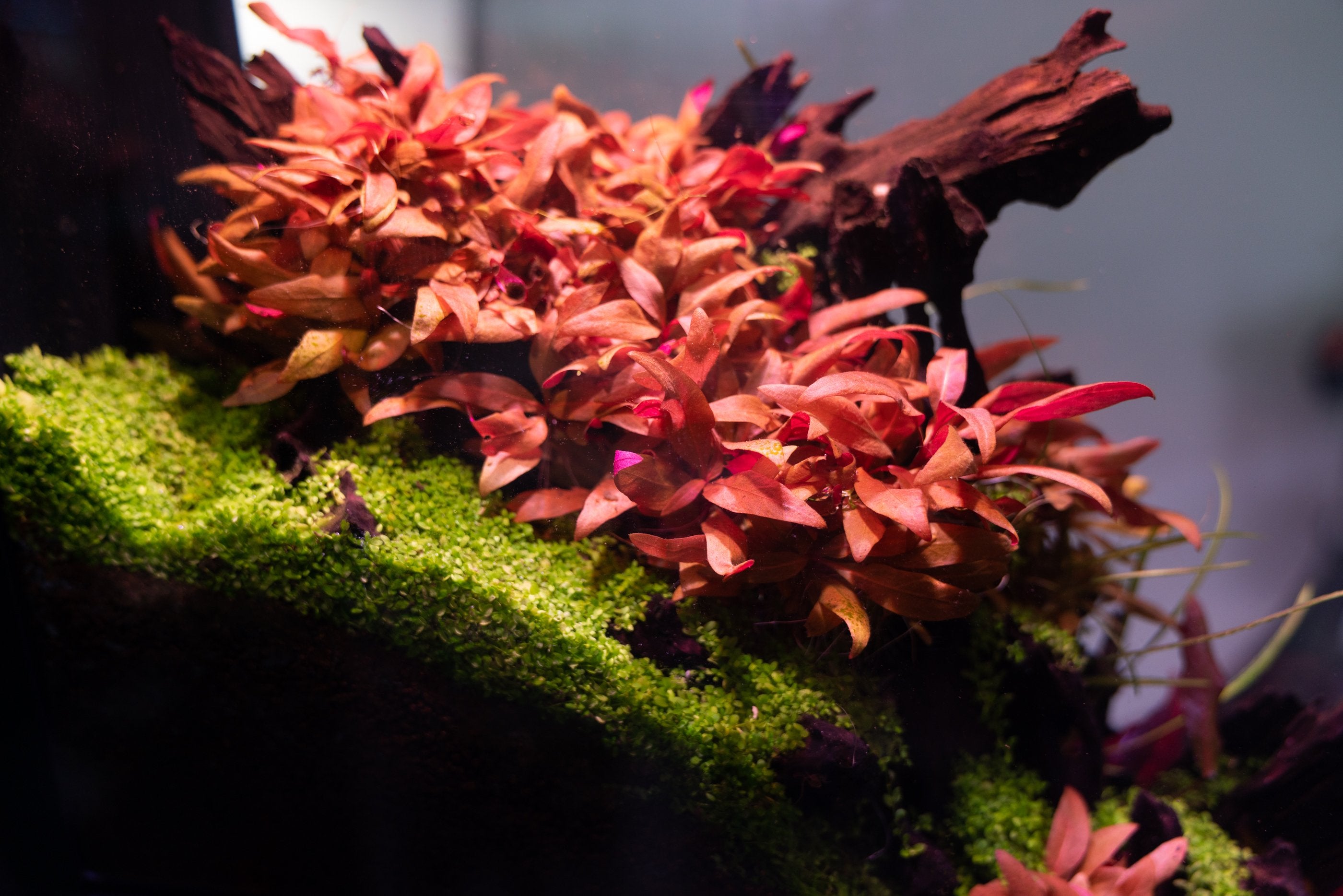 Alternanthera Reineckii Mini Tissue Culture: Tiny Plants, Big Impact!