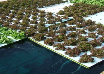 Skinny water culture meaning? Understand it with 5 easy tips!