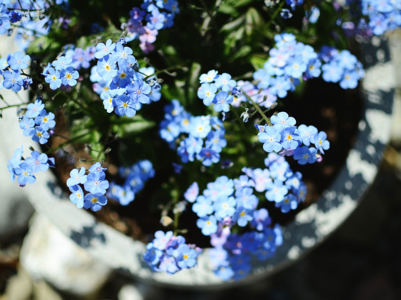 Hydroponic Forget Me Nots: How to Grow Them Indoors Successfully