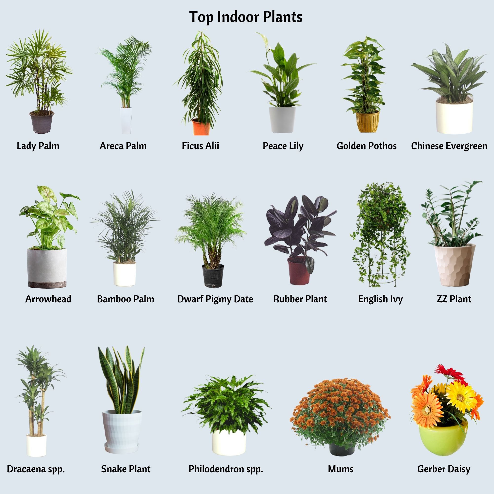 Easy Indoor Green Plants to Improve Air Quality in Your Room