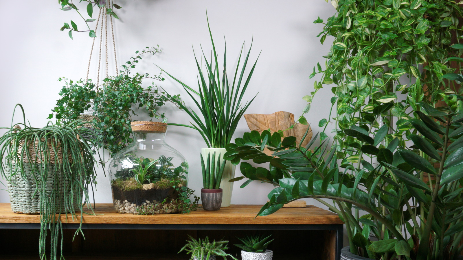 Finding the Most Unusual Indoor Plants for Your Collection