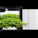 Hydroponic Forget Me Nots:  How to Grow Them Indoors Successfully