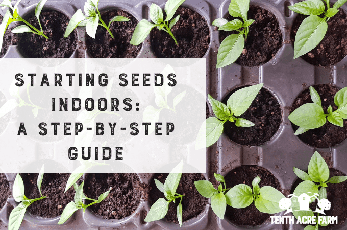 Start with indoor house plant seeds: A step-by-step guide.