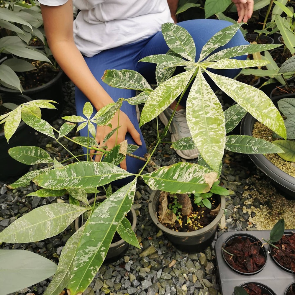 Best Variegated Money Tree Varieties: Discover the Most Popular Types and Choose the Perfect One for Your Space