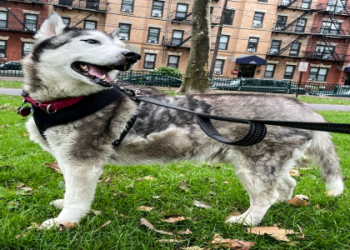 Court Street Pet Food: Your Brooklyn Pet Food Destination