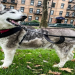 Court Street Pet Food: Your Brooklyn Pet Food Destination