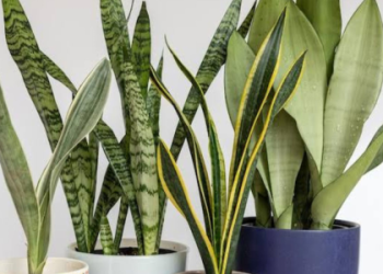 Easy Indoor Green Plants to Improve Air Quality in Your Room