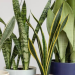 Easy Indoor Green Plants to Improve Air Quality in Your Room