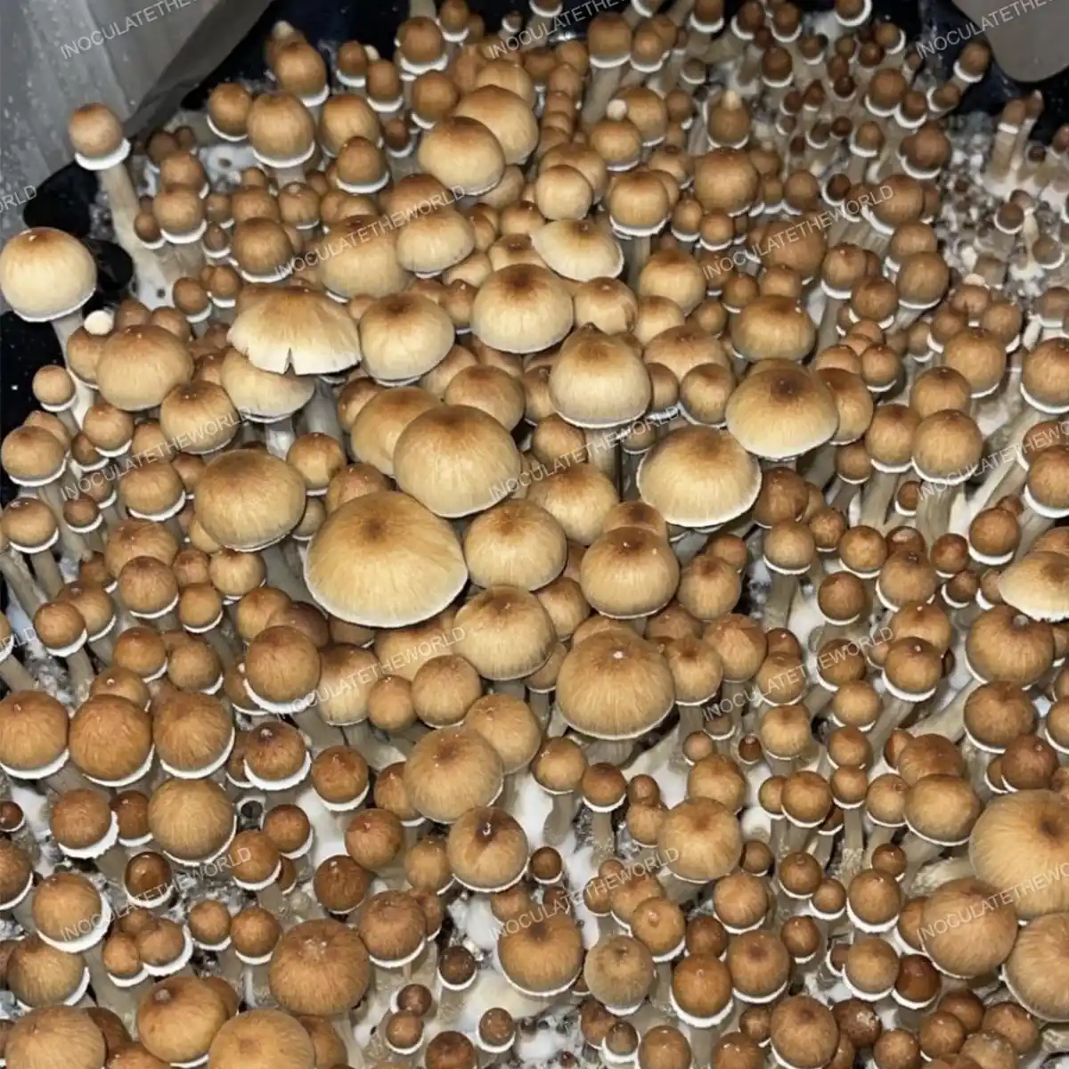 Golden Teacher Liquid Culture: Grow Mushrooms Like a Pro