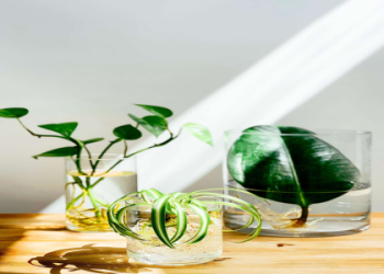 Best indoor plant waterer: Top picks to keep your plants hydrated!