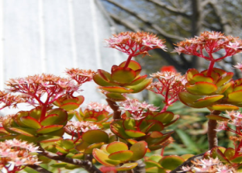 Best Variegated Money Tree Varieties: Discover the Most Popular Types and Choose the Perfect One for Your Space