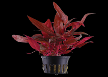 Is Anubias White Rose Tissue Culture Right for Your Aquarium?